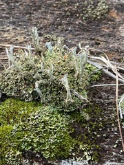 Cladonia subcariosa