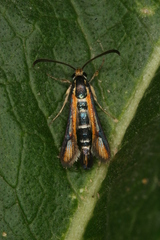 Chamaesphecia zimmermannii