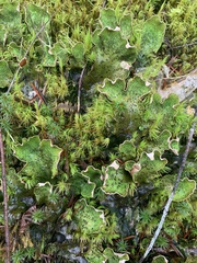 Peltigera britannica