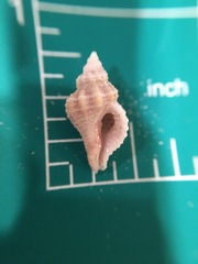 Vokesinotus perrugatus
