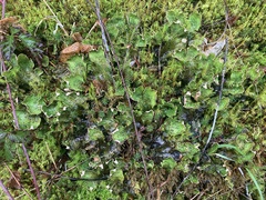 Peltigera britannica