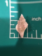 Vokesinotus perrugatus