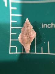 Vokesinotus perrugatus