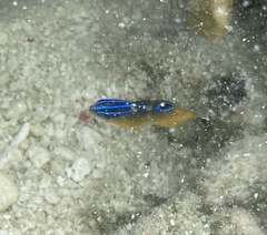 Chrysiptera unimaculata