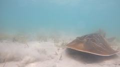 Trygonorrhina dumerilii