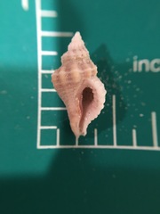 Vokesinotus perrugatus