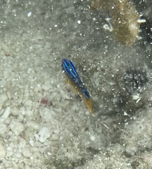 Chrysiptera unimaculata