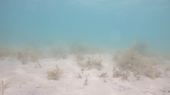 Favonigobius lateralis