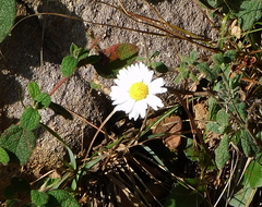 Bellis sylvestris