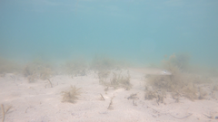 Sillaginodes punctatus