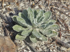 Chrysopsis subulata