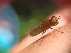 Odontomyia