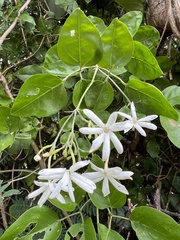 Jasminum fluminense