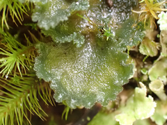 Leptochidium albociliatum