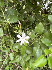 Jasminum fluminense