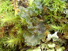 Leptochidium albociliatum