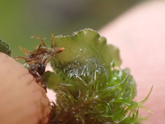 Leptochidium albociliatum