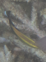 Labroides pectoralis