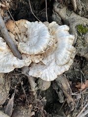 Bondarzewia berkeleyi