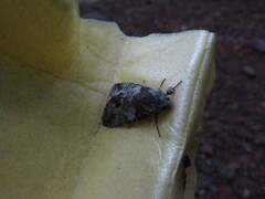 Macrurocampa marthesia