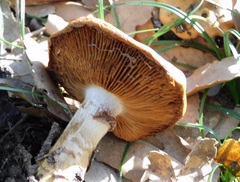 Cortinarius trivialis