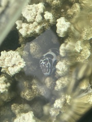 Gymnothorax favagineus