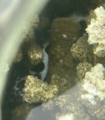 Gymnothorax favagineus
