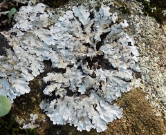 Parmelina