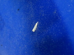 Crambus albellus