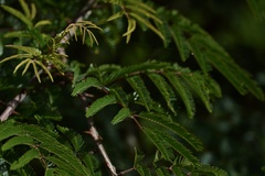 Mimosa bimucronata