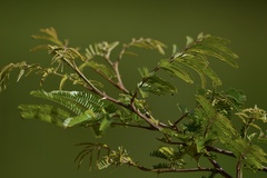 Mimosa bimucronata