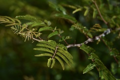 Mimosa bimucronata