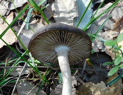 Entoloma