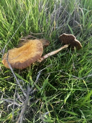 Agrocybe pediades