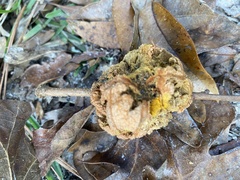 Disholcaspis spongiosa