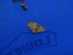 Zanclognatha laevigata