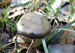 Entoloma