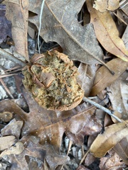 Disholcaspis spongiosa