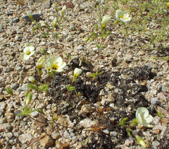 Leptosiphon chrysanthus