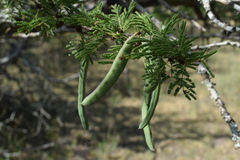 Vachellia astringens