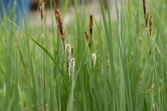 Carex acutiformis