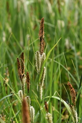Carex acutiformis