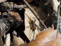 Alopecosa albofasciata