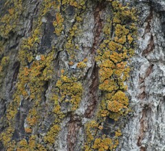 Xanthomendoza fallax