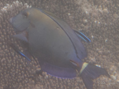 Acanthurus blochii