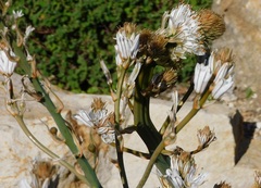 Asphodelus ramosus