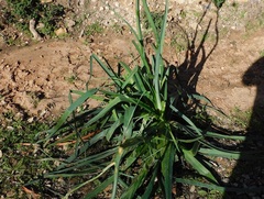 Asphodelus ramosus