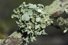 Ramalina pusilla