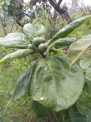 Tocoyena