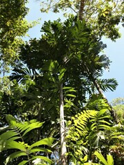 Hydriastele wendlandiana